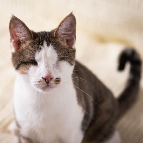 Koty ze schroniska do adopcji Petarda