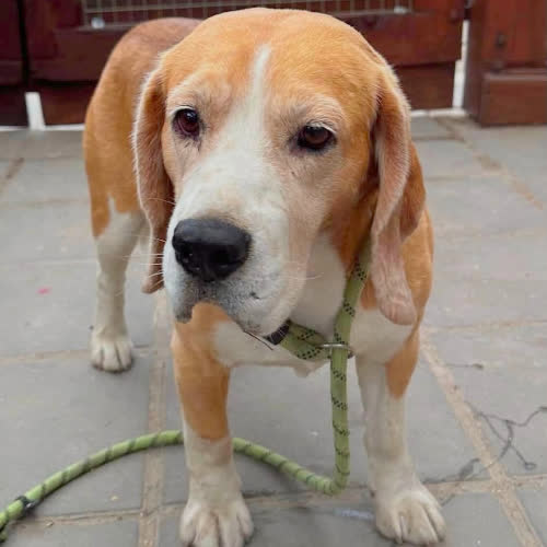 Piesek Beagle 