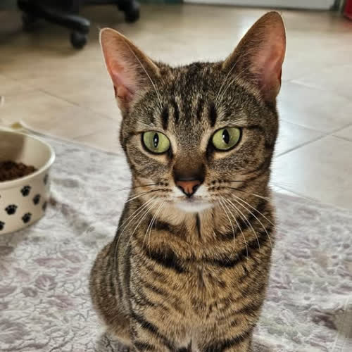 Koty ze schroniska do adopcji Iga 