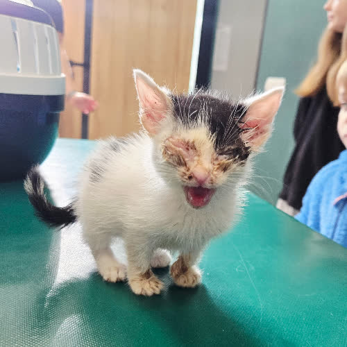 Koty ze schroniska do adopcji Radzio 