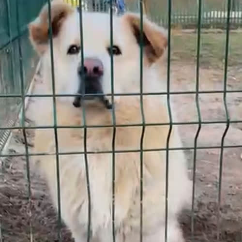 Psy ze schroniska do adopcji Zefir