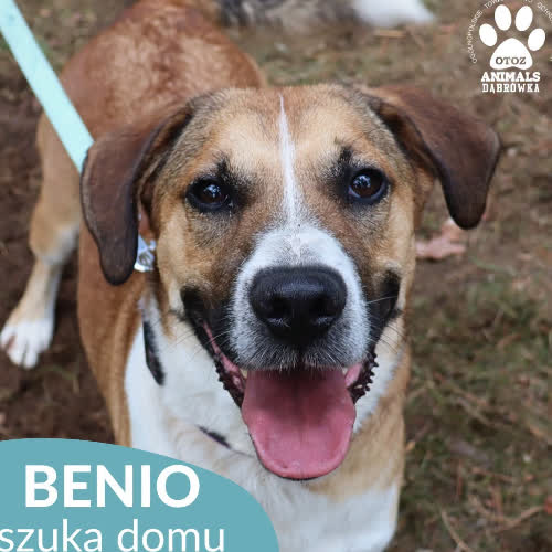 Psy ze schroniska do adopcji Benio