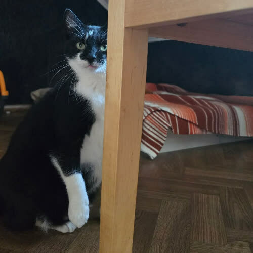 Koty ze schroniska do adopcji Michał