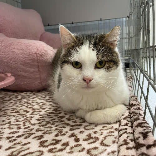 Koty ze schroniska do adopcji A138