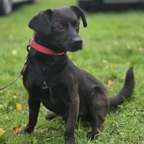 Psy ze schroniska do adopcji Lakier