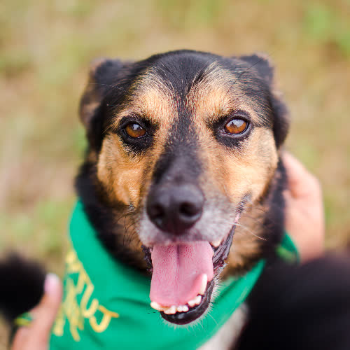 Psy ze schroniska do adopcji Dorian