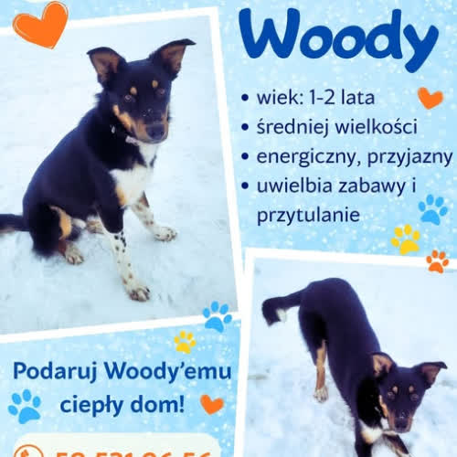 Psy ze schroniska do adopcji WOODY
