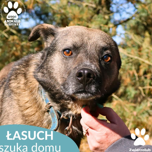 Psy ze schroniska do adopcji Łasuch