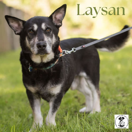 Psy ze schroniska do adopcji Laysan 