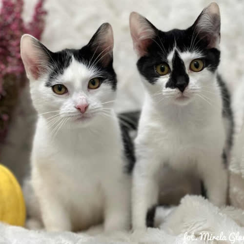 Koty ze schroniska do adopcji Lola i Lala