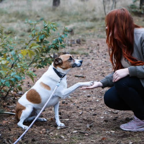 Psy ze schroniska do adopcji Teo