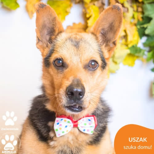 Psy ze schroniska do adopcji USZAK