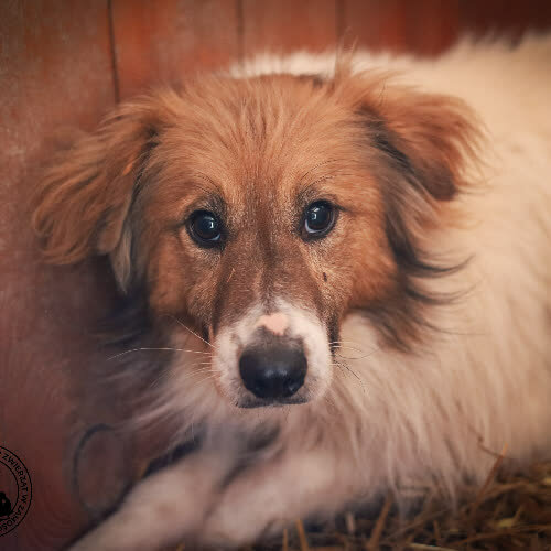 Psy ze schroniska do adopcji Lazur