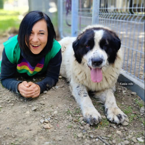 Psy ze schroniska do adopcji Mega