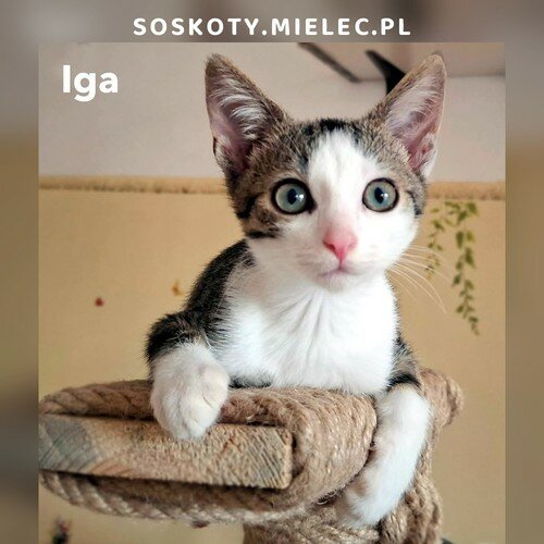 Iga