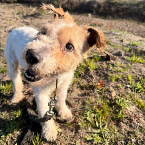 Psy ze schroniska do adopcji Rafik