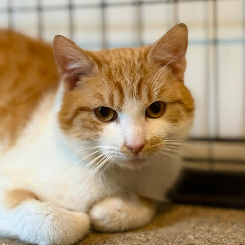 Koty ze schroniska do adopcji Romeo rudy kocurek