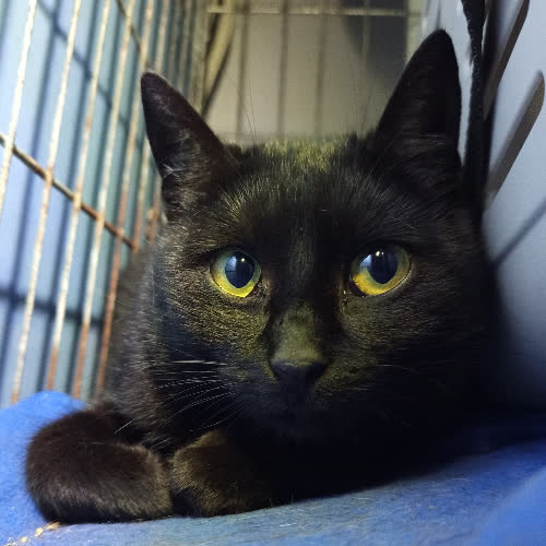 Koty ze schroniska do adopcji Igła