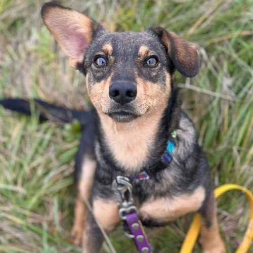 Psy ze schroniska do adopcji Całus