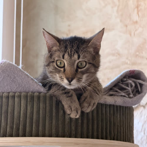 Koty ze schroniska do adopcji Pulpecik