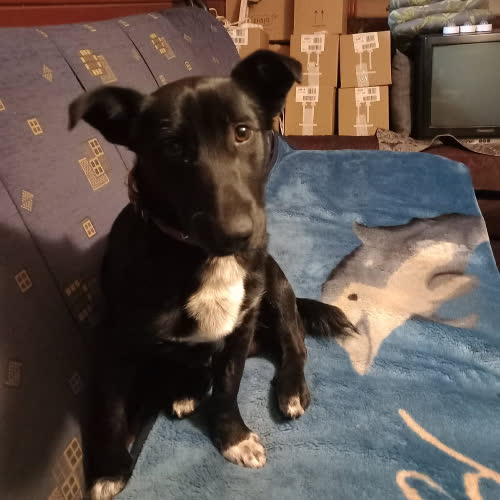 Psy ze schroniska do adopcji Spajki