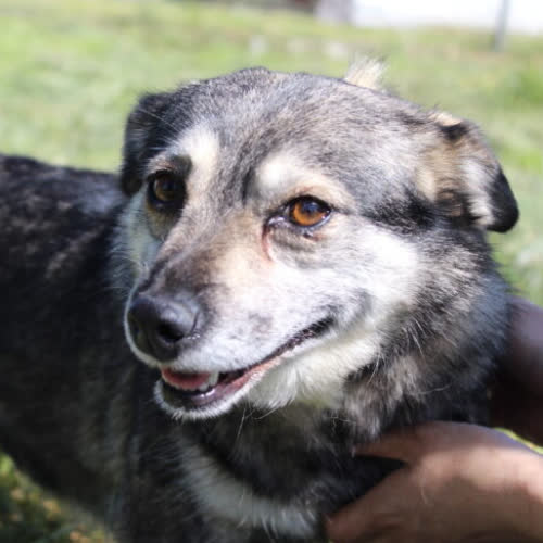 Psy ze schroniska do adopcji Ala 6