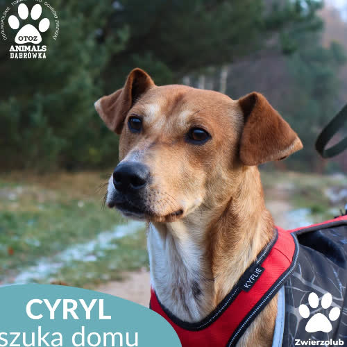 Psy ze schroniska do adopcji Cyryl
