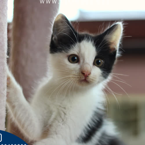 Koty ze schroniska do adopcji Helios