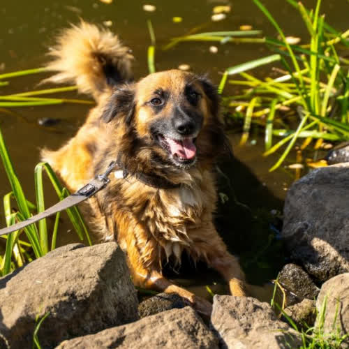 Psy ze schroniska do adopcji Elvis