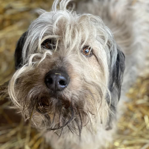 Psy ze schroniska do adopcji Elfik