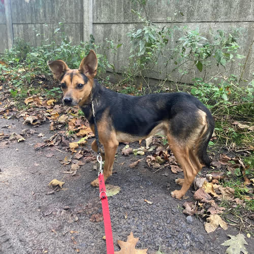 Goździk mix Pinczer 