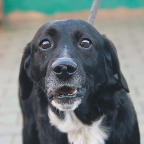 Psy ze schroniska do adopcji Sławik