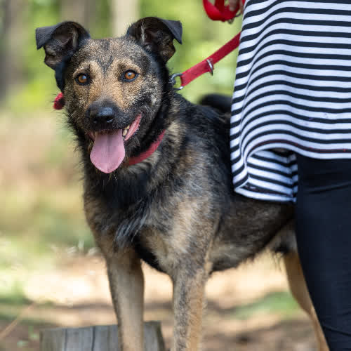 Psy ze schroniska do adopcji Mieszko