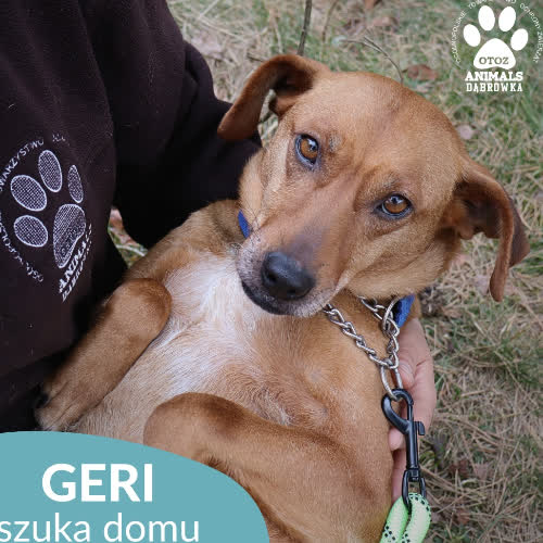 Psy ze schroniska do adopcji Geri
