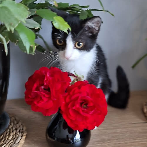Koty ze schroniska do adopcji LEMON