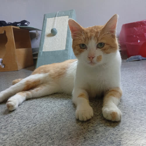 Koty ze schroniska do adopcji Nikodem