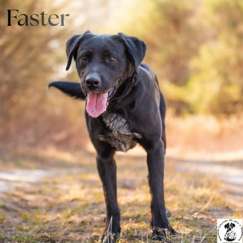 Psy ze schroniska do adopcji Energetyk FASTER