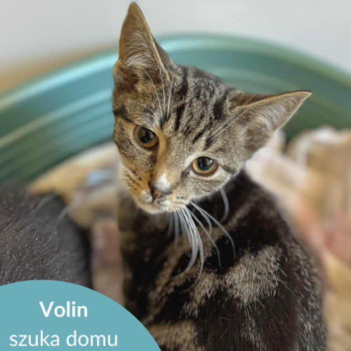 Koty ze schroniska do adopcji Volin
