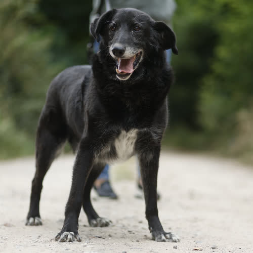 Psy ze schroniska do adopcji Węgielek