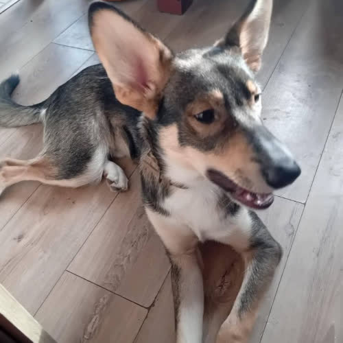 Psy ze schroniska do adopcji Fado