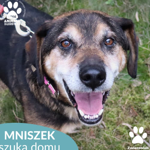 Psy ze schroniska do adopcji Mniszek