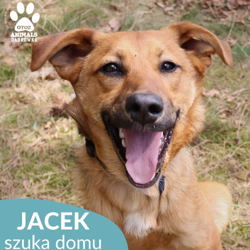 Jacek