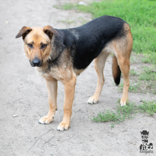 Psy ze schroniska do adopcji Lola
