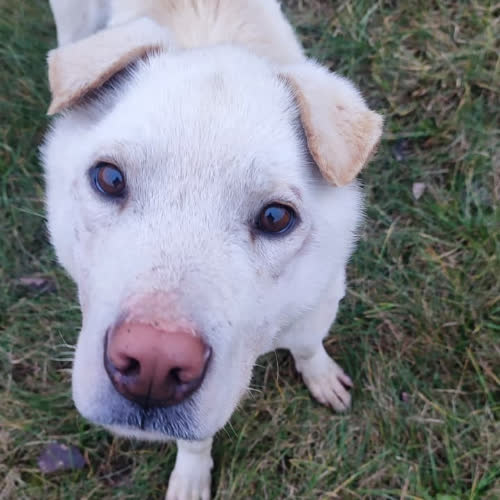 Psy ze schroniska do adopcji Odi