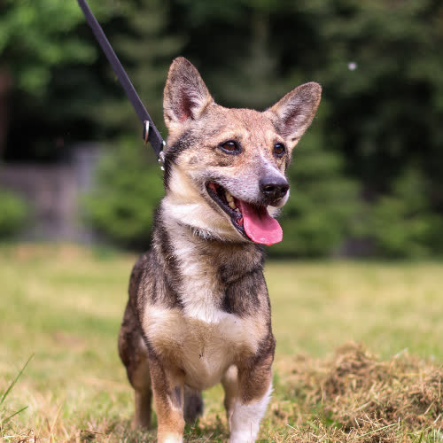 Psy ze schroniska do adopcji W-1
