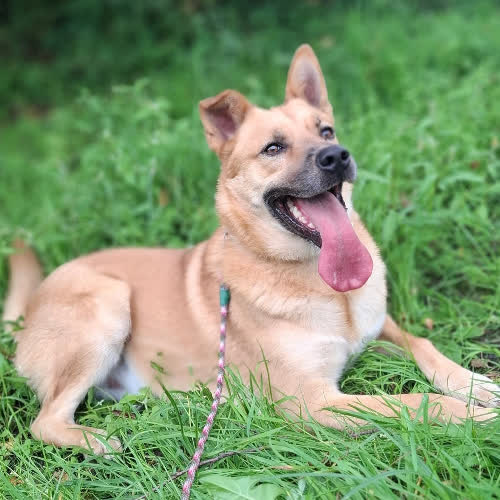 Psy ze schroniska do adopcji Wafel
