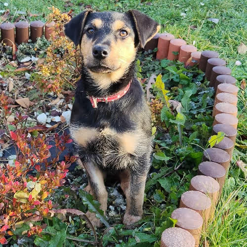 Psy ze schroniska do adopcji Tola