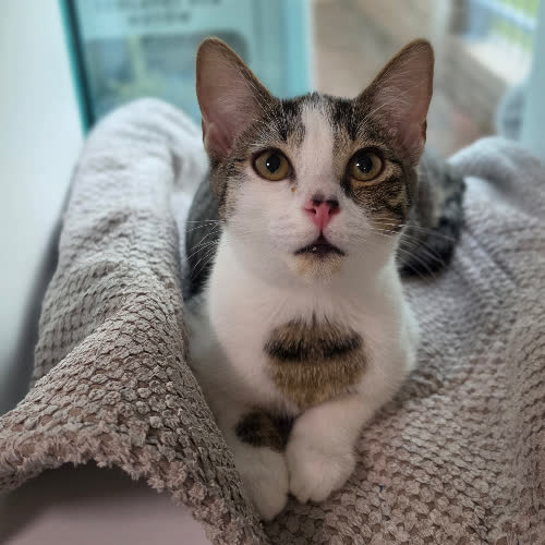 Koty ze schroniska do adopcji Krawat