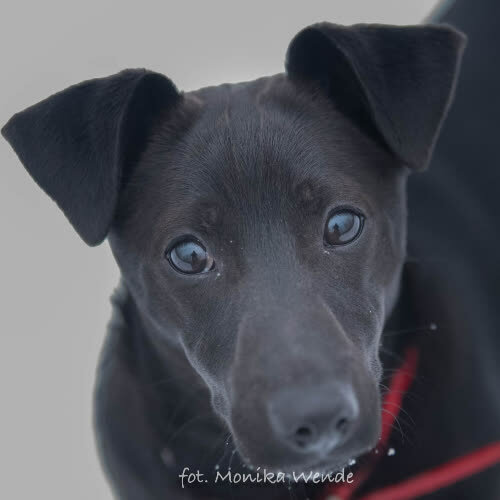 Psy ze schroniska do adopcji FIGO