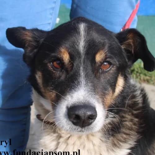 Psy ze schroniska do adopcji Beryl